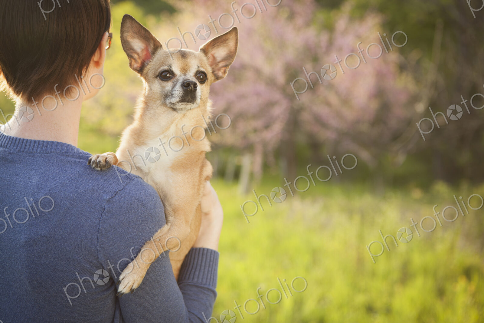 A young woman in a grassy field in spring. Holding a small chihuahua dog in her arms.…