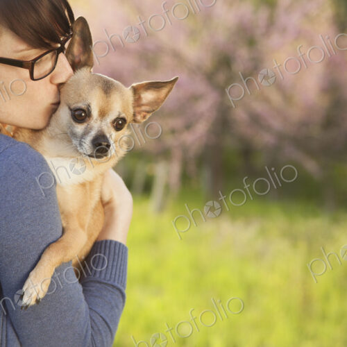 A young woman in a grassy field in spring. Holding a small chihuahua dog in her arms.… A young woman in a grassy field in spring. Holding a small chihuahua dog in her arms.…