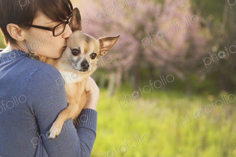 A young woman in a grassy field in spring. Holding a small chihuahua dog in her arms.…