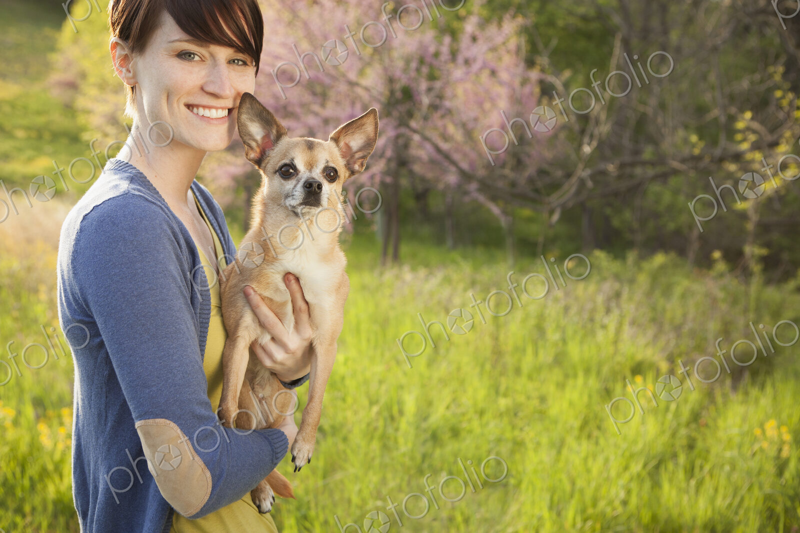 A young woman in a grassy field in spring. Holding a small chihuahua dog in her arms.…