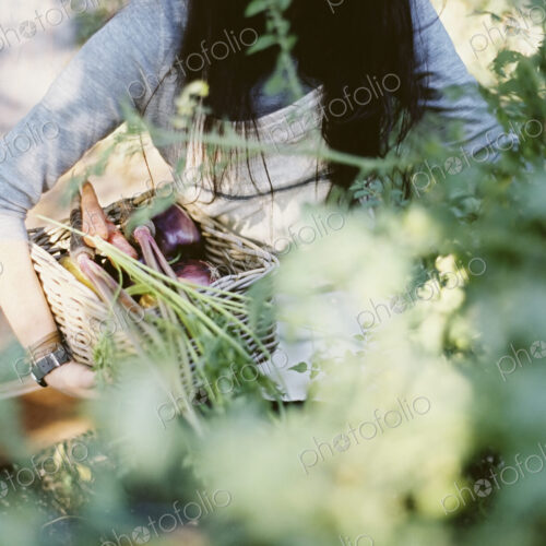 A young woman in a work apron, holding a basket of freshly harvested organic… A young woman in a work apron, holding a basket of freshly harvested organic…