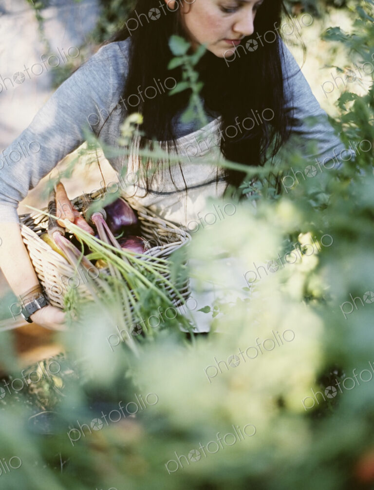 A young woman in a work apron, holding a basket of freshly harvested organic…