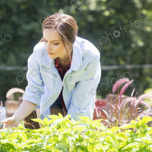 A young woman standing in a garden or commercial plant nursery, tending young…