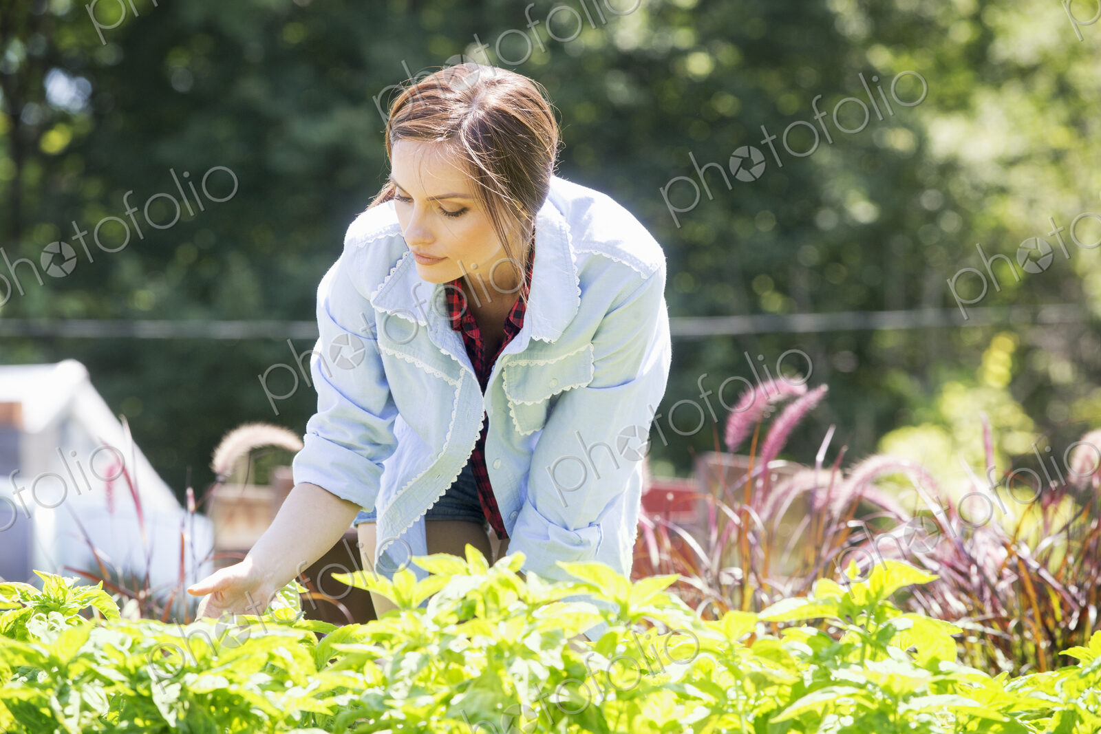 A young woman standing in a garden or commercial plant nursery, tending young…
