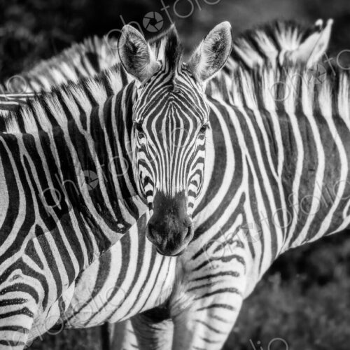 A zebra, Equus quagga, alert, zebra in background, ears forward, in black and white.