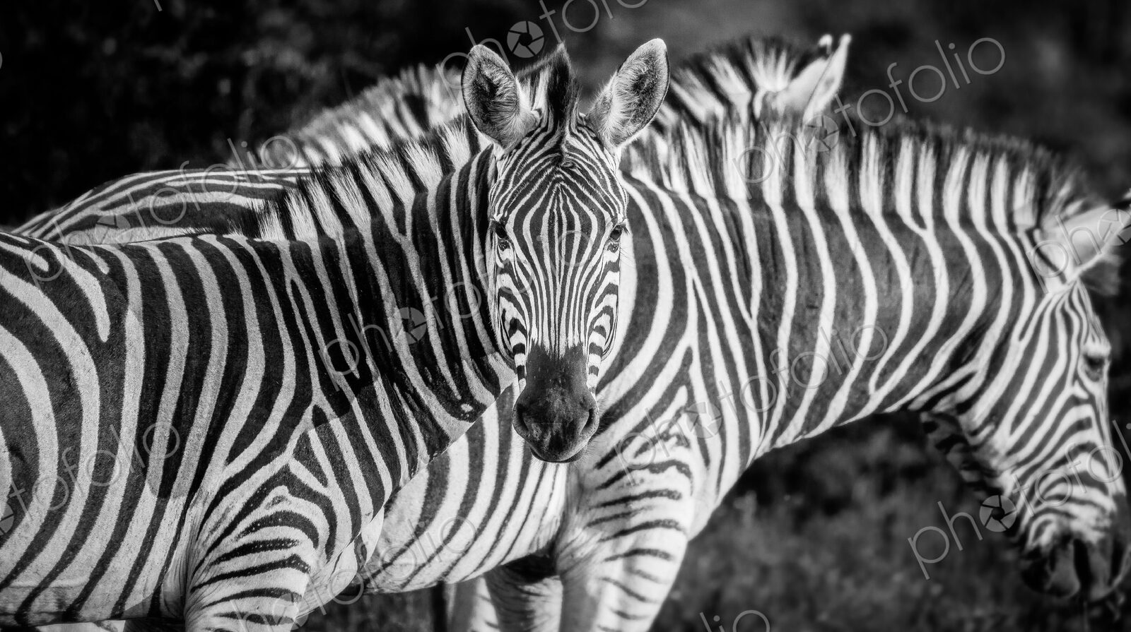 A zebra, Equus quagga, alert, zebra in background, ears forward, in black and white.