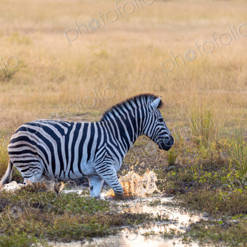 A zebra, Equus quagga, running through water. A zebra, Equus quagga, running through water.