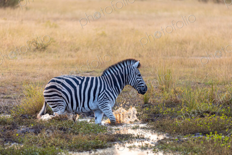 A zebra, Equus quagga, running through water.