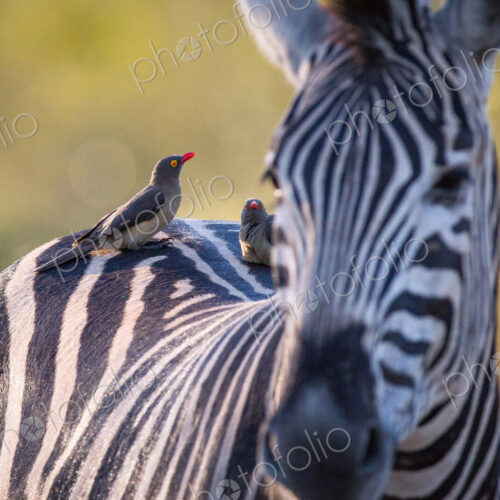 A zebra, Equus quagga, stands with red-billed oxpeckers sitting on its back, Buphagus… A zebra, Equus quagga, stands with red-billed oxpeckers sitting on its back, Buphagus…