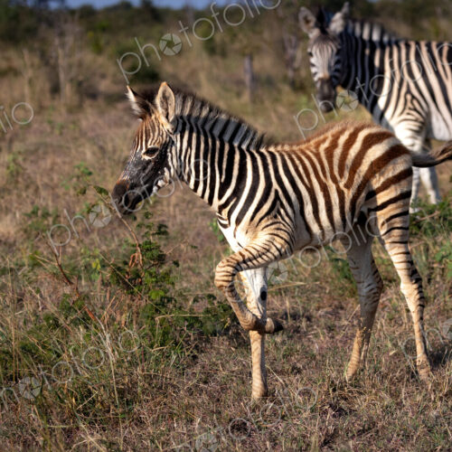 A zebra foal, Equus quagga, walking next to another zebra. A zebra foal, Equus quagga, walking next to another zebra.