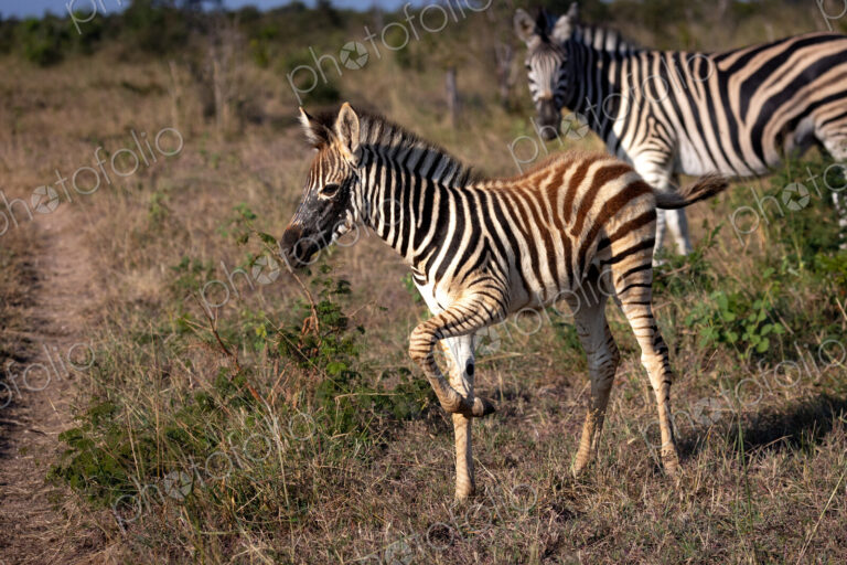 A zebra foal, Equus quagga, walking next to another zebra.