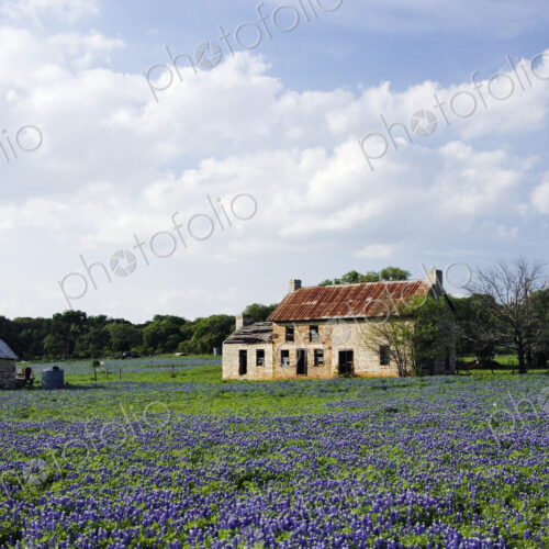 Abandoned Stone Cottage in Field of Bluebonnets Abandoned Stone Cottage in Field of Bluebonnets