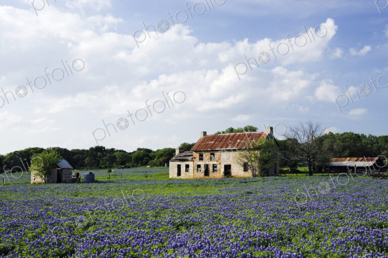 Abandoned Stone Cottage in Field of Bluebonnets