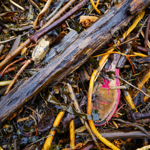 Abandoned shoe on beach, Port Angeles Abandoned shoe on beach, Port Angeles