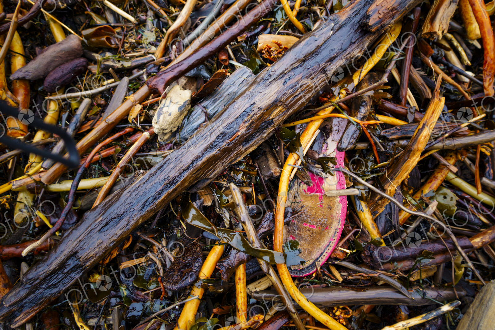 Abandoned shoe on beach, Port Angeles