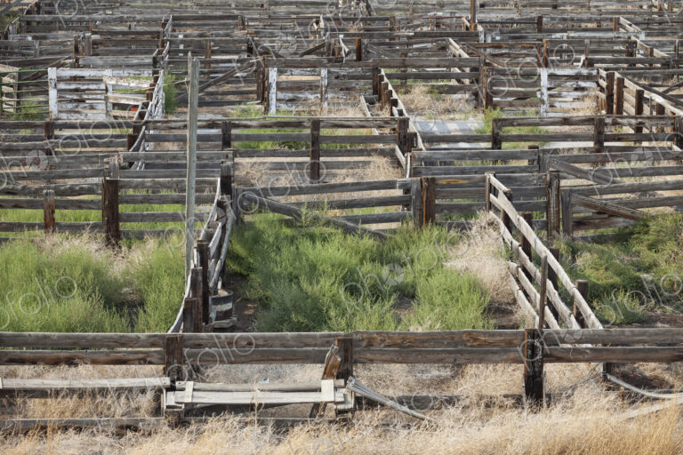 Abandoned stockyard