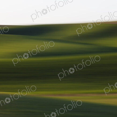 Abstract of Spring wheat grass and rolling hills, dusk