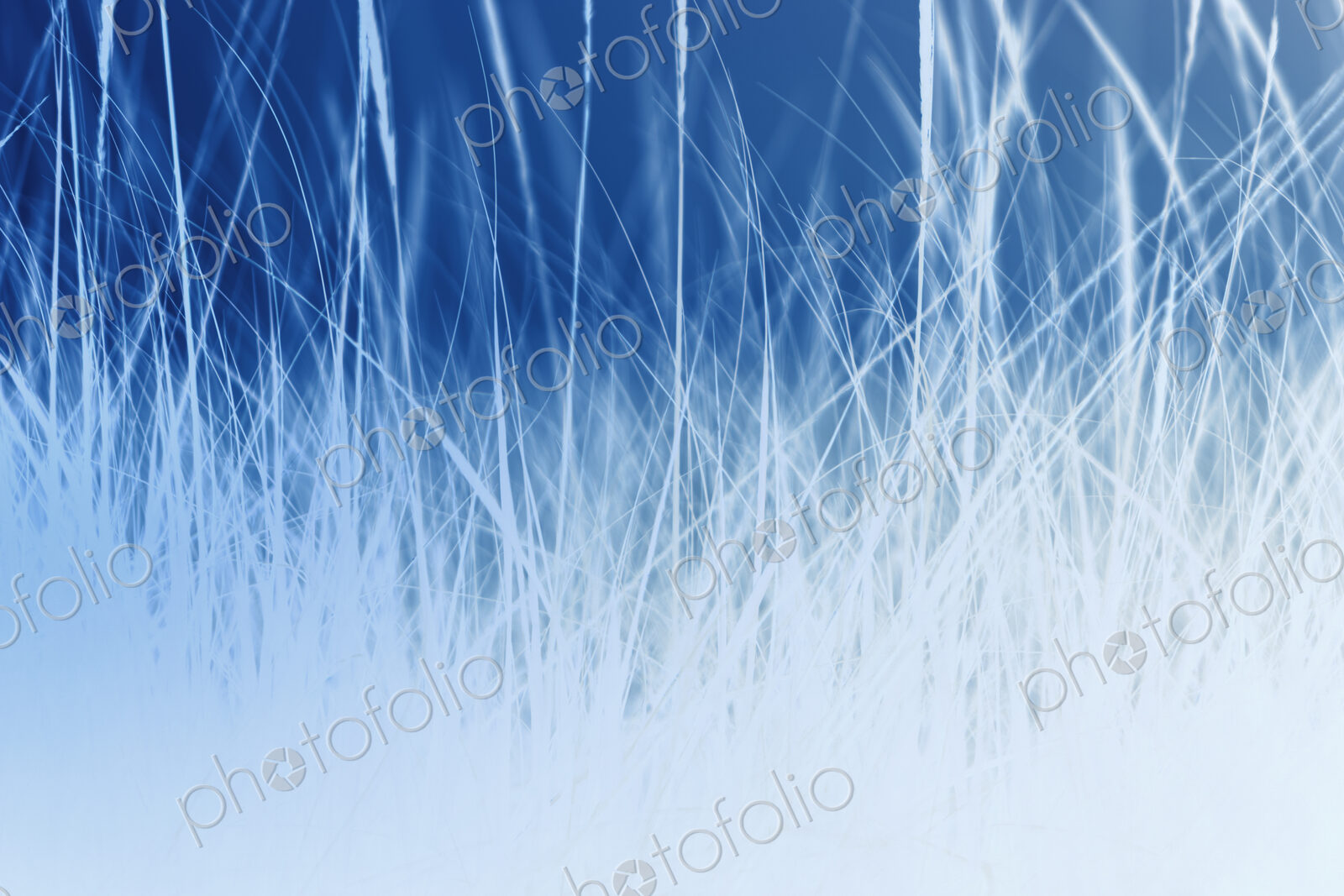 Abstract of field of beach grasses, blue and silver tone