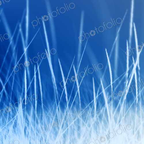 Abstract of field of beach grasses, blue and silver tone