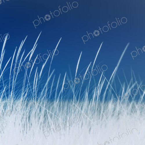 Abstract of field of beach grasses, blue and silver tone