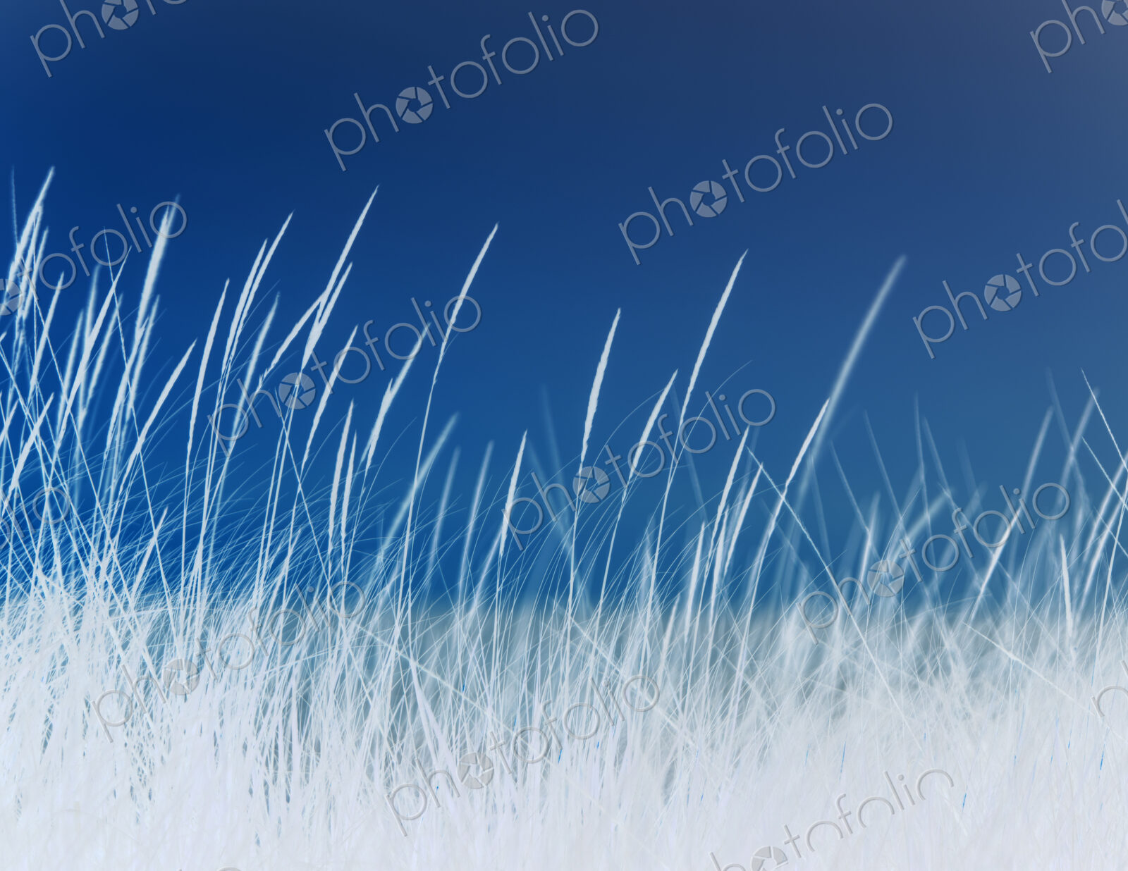 Abstract of field of beach grasses, blue and silver tone