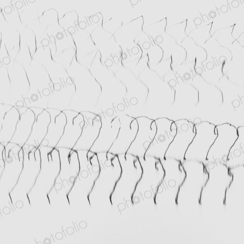 Abstract of metal coiled slinky, length of fine wire wound around and stretched, black…