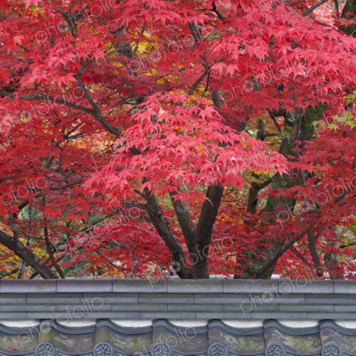 Acer trees at Eikando Temple in Kyoto in autumn.