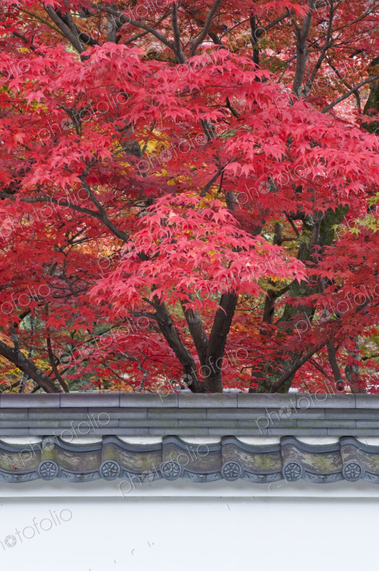 Acer trees at Eikando Temple in Kyoto in autumn.