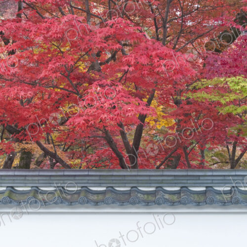 Acer trees at Eikando Temple in Kyoto in autumn.
