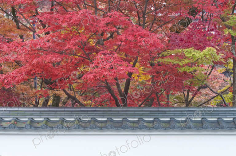 Acer trees at Eikando Temple in Kyoto in autumn.