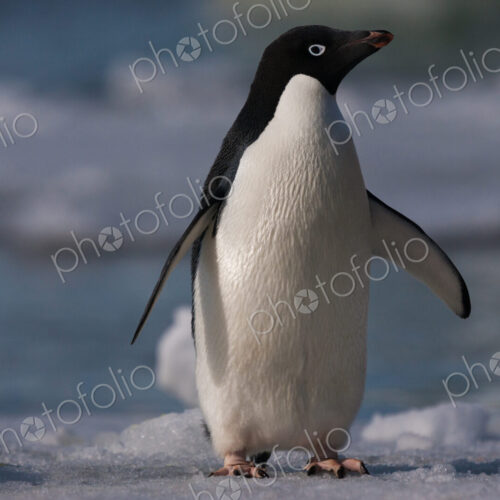 Adelie penguin, Antarctica Adelie penguin, Antarctica