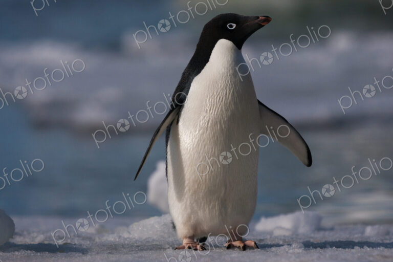 Adelie penguin, Antarctica