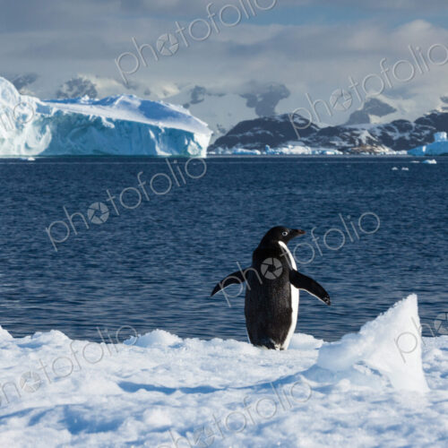 Adelie penguin, Antarctica Adelie penguin, Antarctica