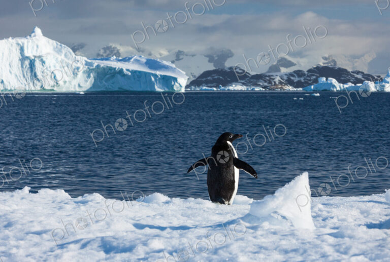 Adelie penguin, Antarctica