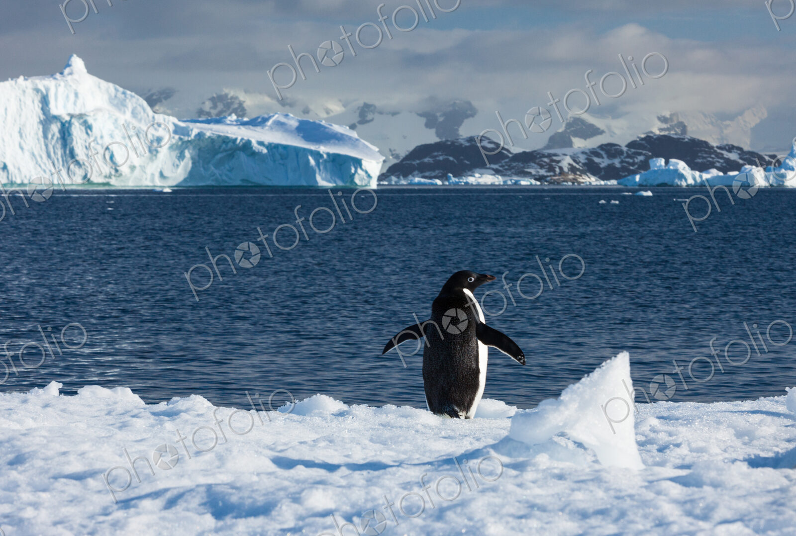 Adelie penguin, Antarctica