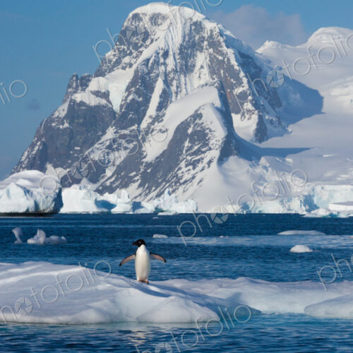 Adelie penguin, Antarctica Adelie penguin, Antarctica
