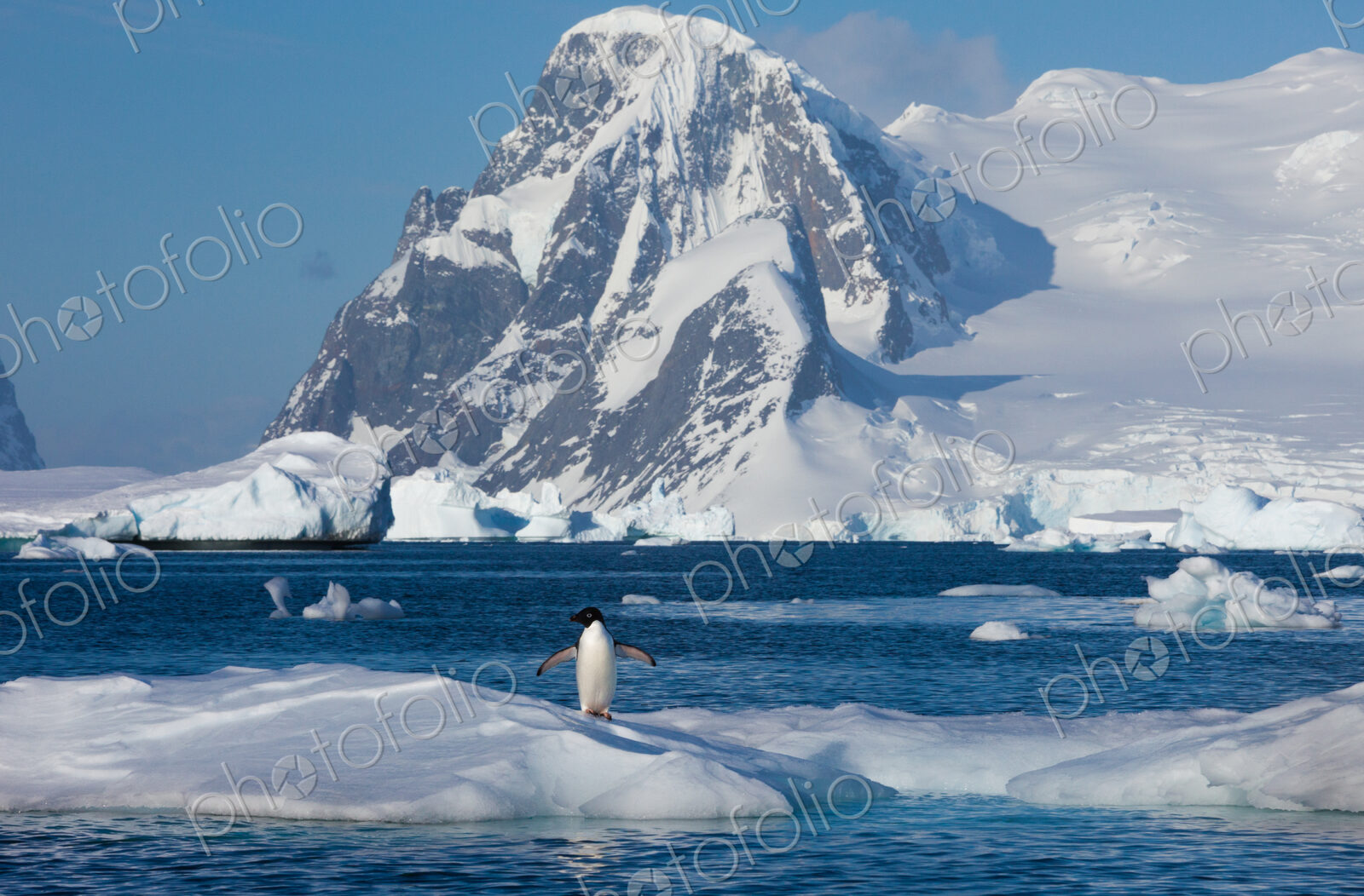 Adelie penguin, Antarctica