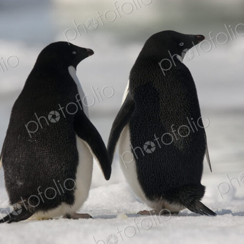 Adelie penguins standing side by side toucing flippers on Paulet Island, Antarctica Adelie penguins standing side by side toucing flippers on Paulet Island, Antarctica