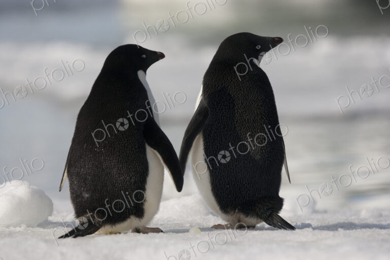 Adelie penguins standing side by side toucing flippers on Paulet Island, Antarctica