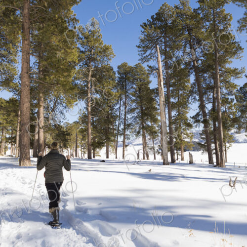 Adult woman wearing snow shoes with poles on a trail.