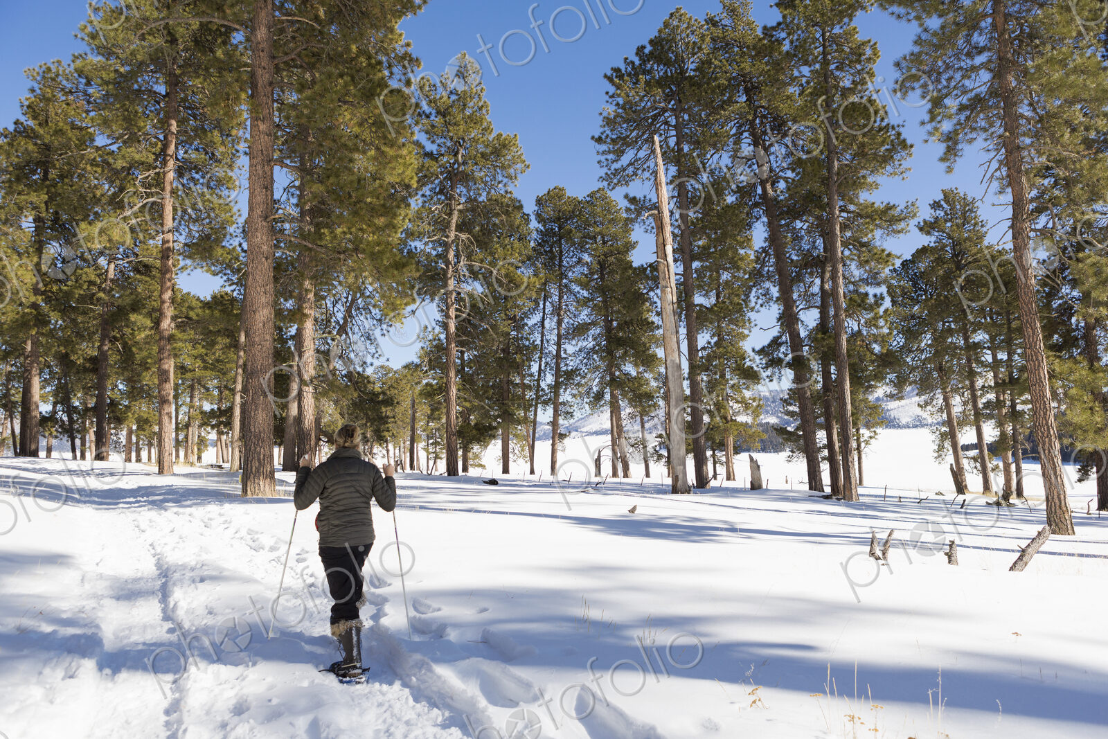 Adult woman wearing snow shoes with poles on a trail.