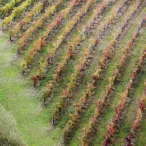 Aerial View of Vineyard Aerial View of Vineyard