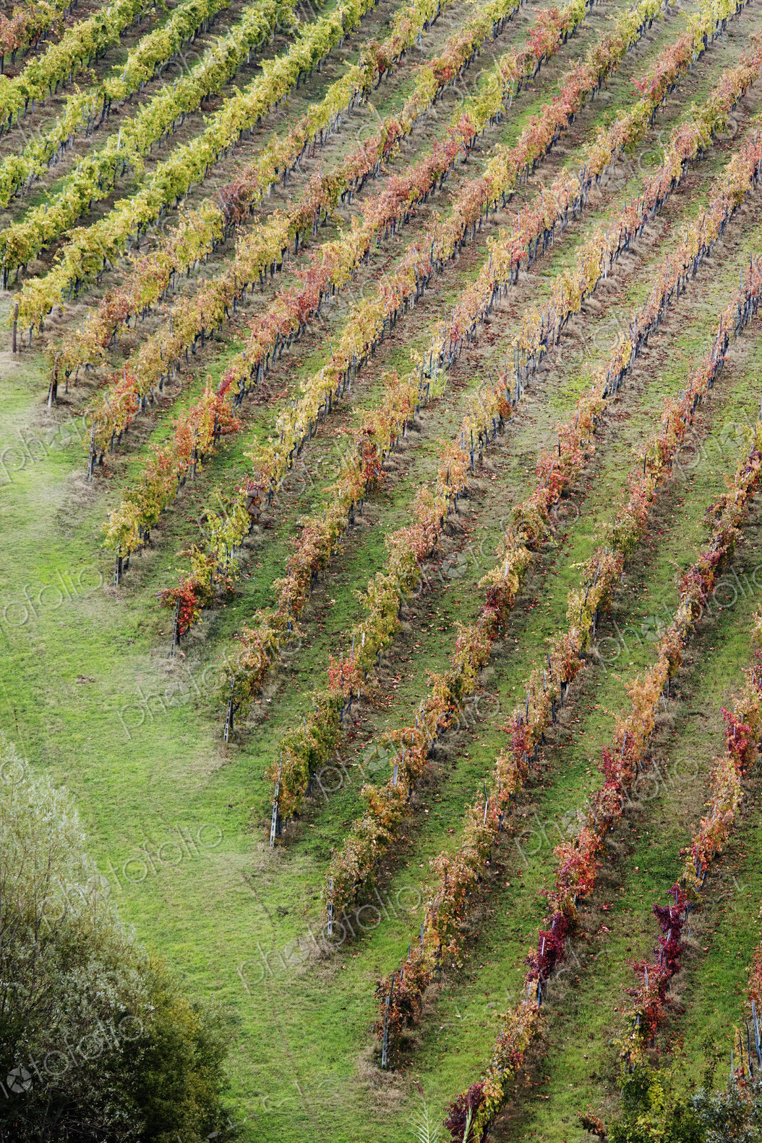 Aerial View of Vineyard