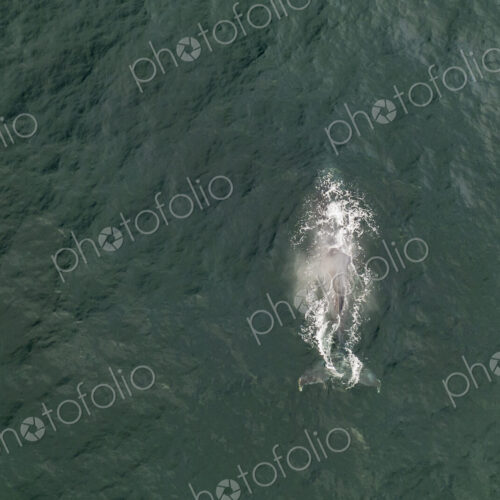 Aerial View of a Humpback Whale just under the water surface.