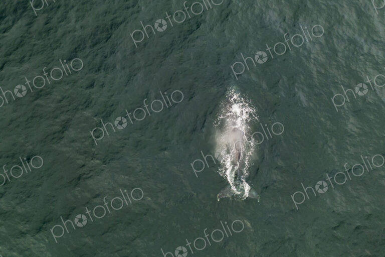 Aerial View of a Humpback Whale just under the water surface.