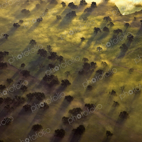 Aerial of Trees in Morning Mist Aerial of Trees in Morning Mist