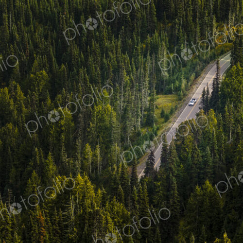 Aerial view of a dirt road through a thick forest in Olympic National Park.