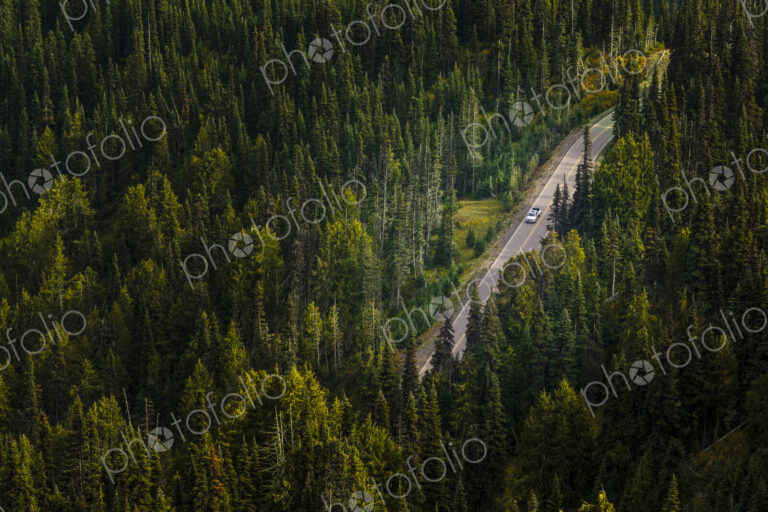 Aerial view of a dirt road through a thick forest in Olympic National Park.