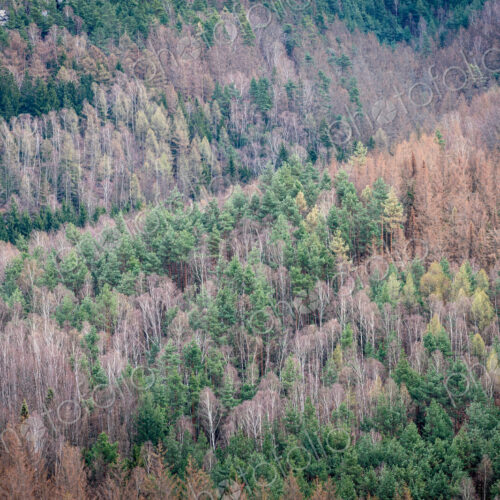 Aerial view of a dying forest near Berlin, Germany. Aerial view of a dying forest near Berlin, Germany.