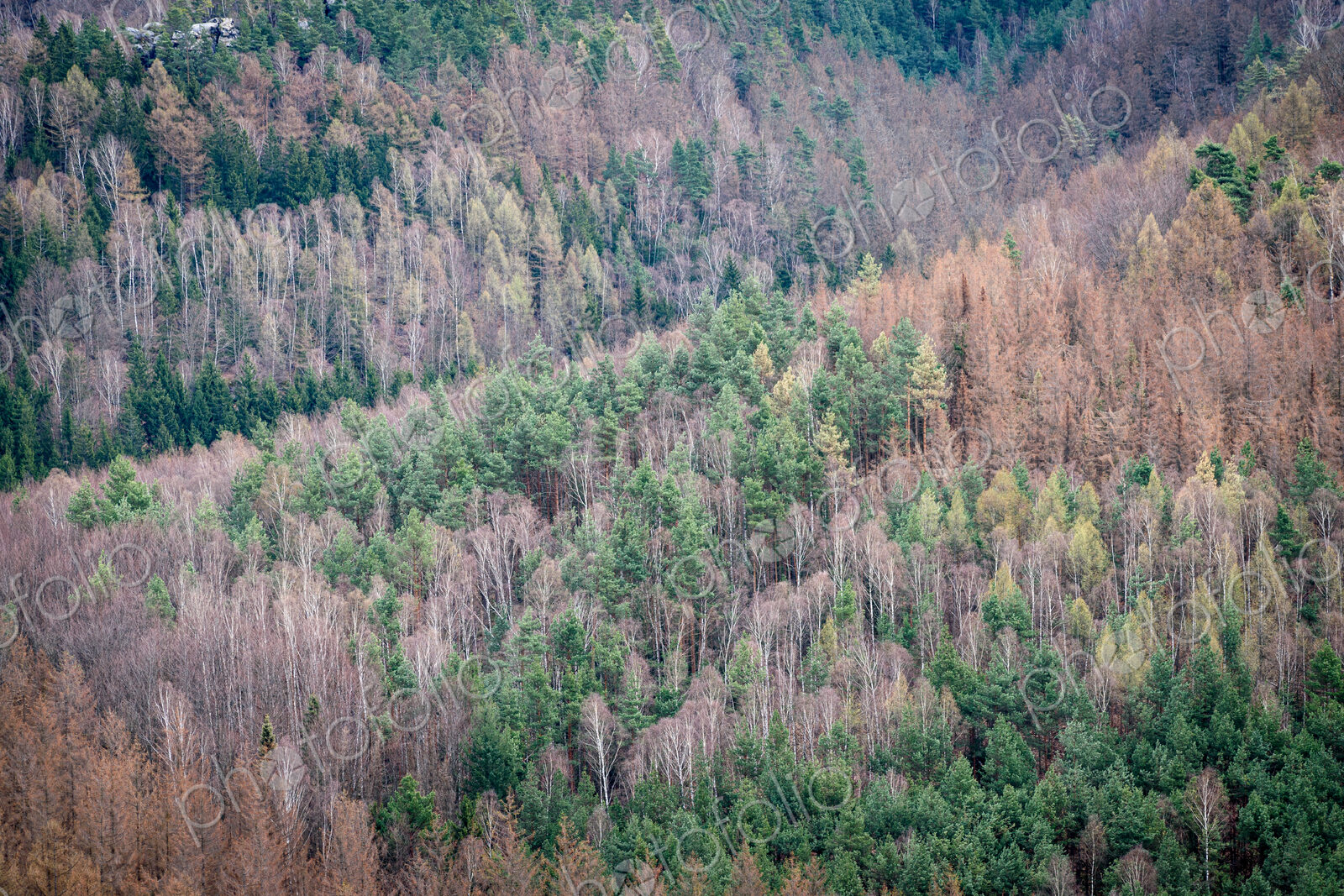 Aerial view of a dying forest near Berlin, Germany.